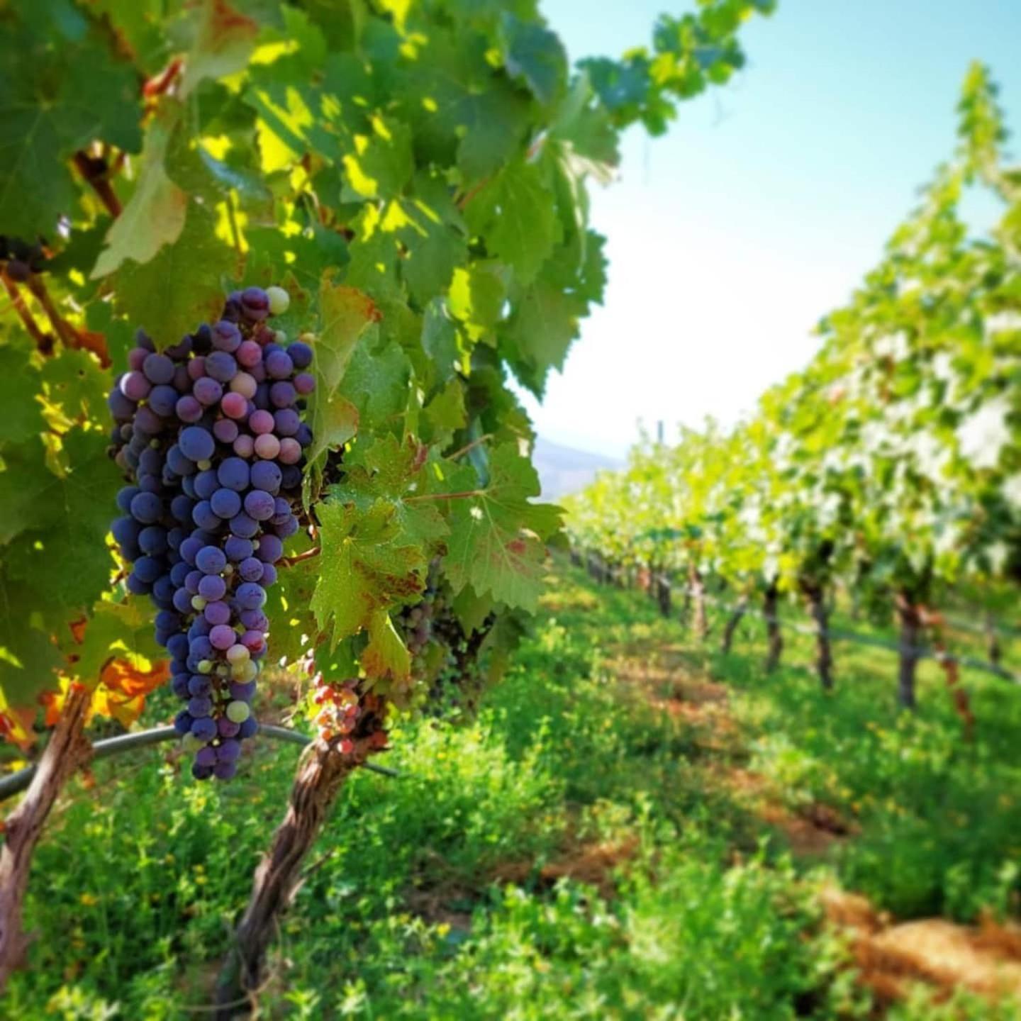 Vina Lof - Maipo Valley Bed & Breakfast In Winery Paine ภายนอก รูปภาพ